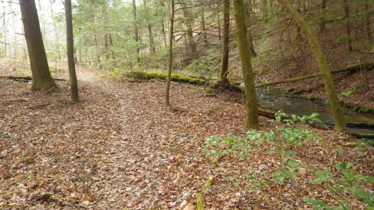A serene forest scene depicting a dirt path winding through a woodland area with fallen leaves. Tall trees with green foliage frame the path, and a small creek can be seen in the background, adding to the peaceful atmosphere of nature. Cane Creek (sheltowee Trace Trail) mountain bike trail.