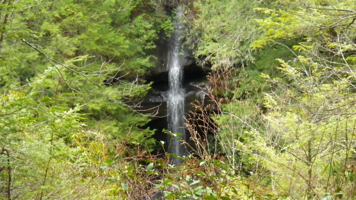 A serene waterfall cascading down a rocky cliff, surrounded by lush green foliage and trees. The water flows gently, creating a tranquil atmosphere in a natural setting. Cane Creek (sheltowee Trace Trail) mountain bike trail.