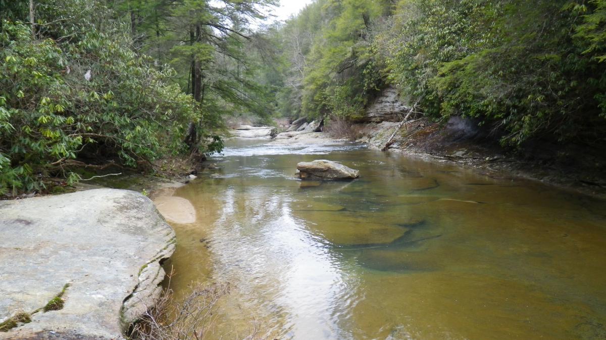 A tranquil river scene surrounded by lush greenery. Smooth rocks line the riverbanks, and clear water flows gently, reflecting the colors of the landscape. Trees and shrubs create a serene atmosphere in this natural setting. Cane Creek (sheltowee Trace Trail) mountain bike trail.