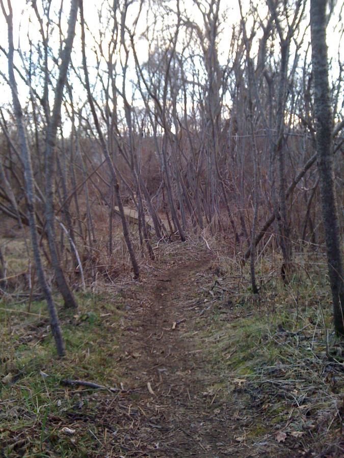 A narrow dirt path winding through a wooded area, surrounded by bare trees and brush. The ground is a mix of dirt and grass, and the scene suggests an early evening or late afternoon light. Belmont Conservation mountain bike trail.