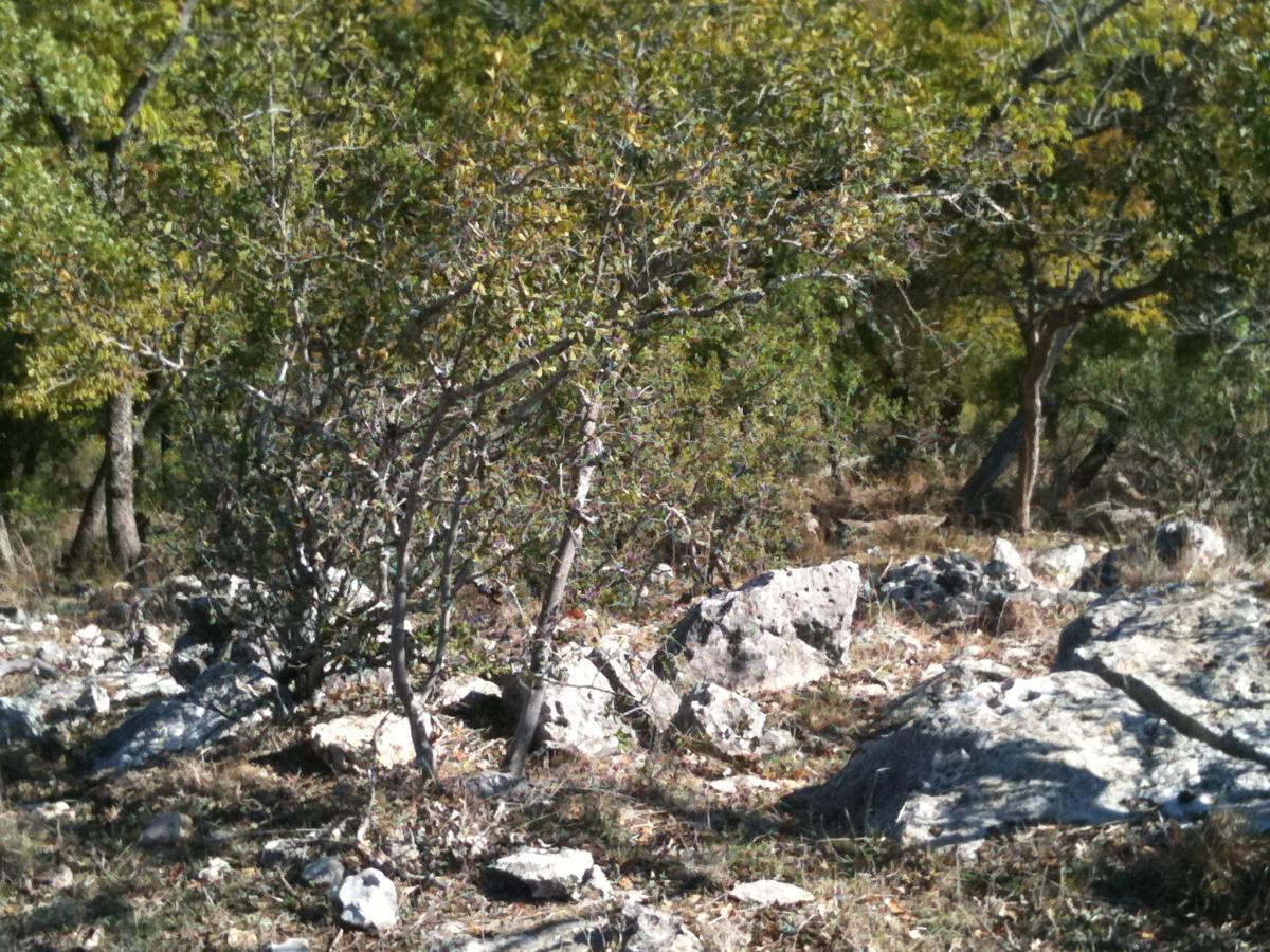 A natural landscape featuring a variety of trees and rocks, with green foliage predominating in the background and scattered stones in the foreground, indicative of a rugged outdoor environment. Flat Rock Ranch mountain bike trail.