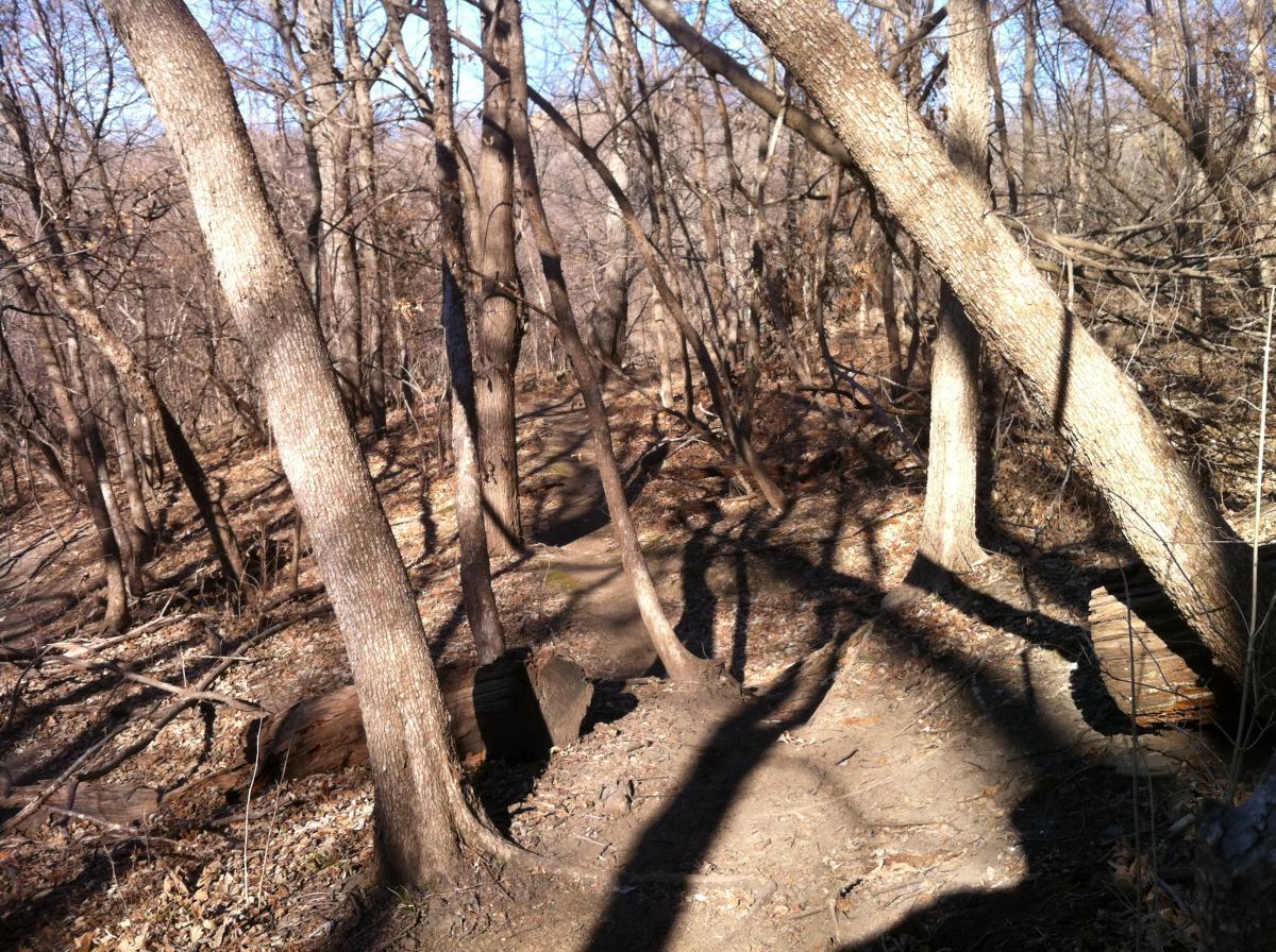 A wooded area featuring bare trees and a dirt path winding through the landscape, with fallen logs and dried leaves scattered on the ground. Sunlight filters through the branches, creating shadow patterns on the ground. Lewis And Clark Monument mountain bike trail.