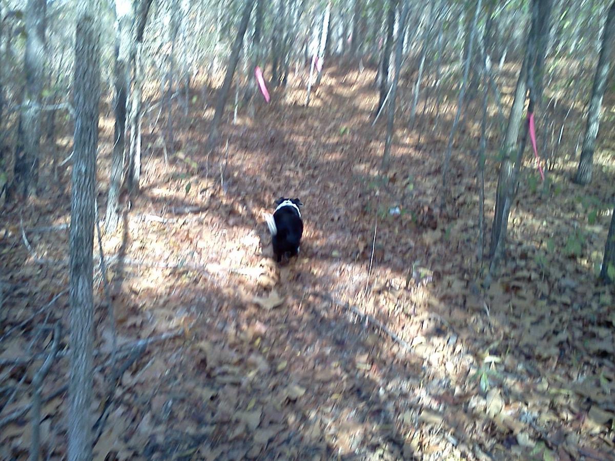 A black dog walks along a leaf-covered trail in a forest, surrounded by trees and marked with pink ribbons. The sunlight filters through the leaves, creating a serene atmosphere. Lake Rim Park Trail mountain bike trail.