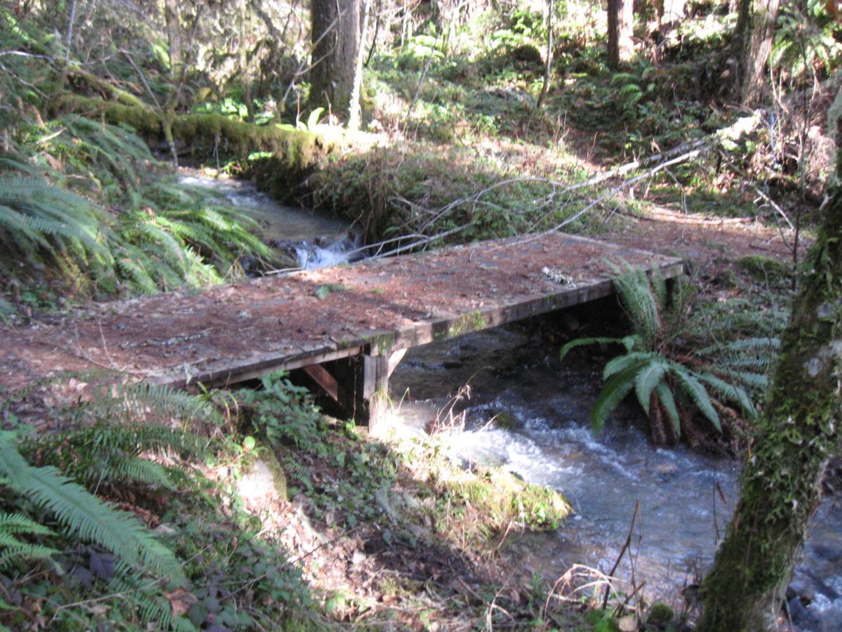 A small wooden bridge spans a gently flowing stream in a lush forest setting. Surrounding the bridge are ferns and green undergrowth, with tall trees providing dappled sunlight filtered through their leaves. Dead Mountain Trail mountain bike trail.