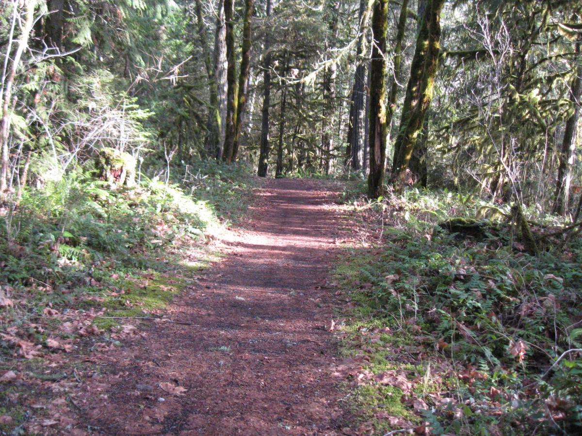 A serene forest trail surrounded by tall trees and lush greenery, with sunlight filtering through the foliage. The path is lined with fallen leaves and moss, inviting visitors to explore the tranquil natural setting. Salmon Creek Trail mountain bike trail.