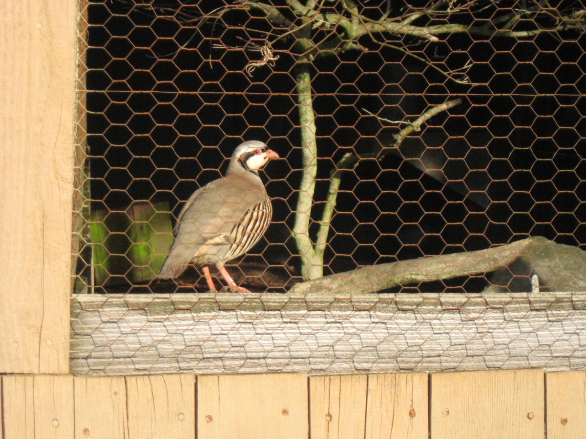 A bird standing on a wooden perch inside a coop, visible through hexagonal wire mesh. The bird has a gray and brown plumage with distinct striped patterns. In the background, there are hints of green foliage and branches. Salmon Creek Trail mountain bike trail.