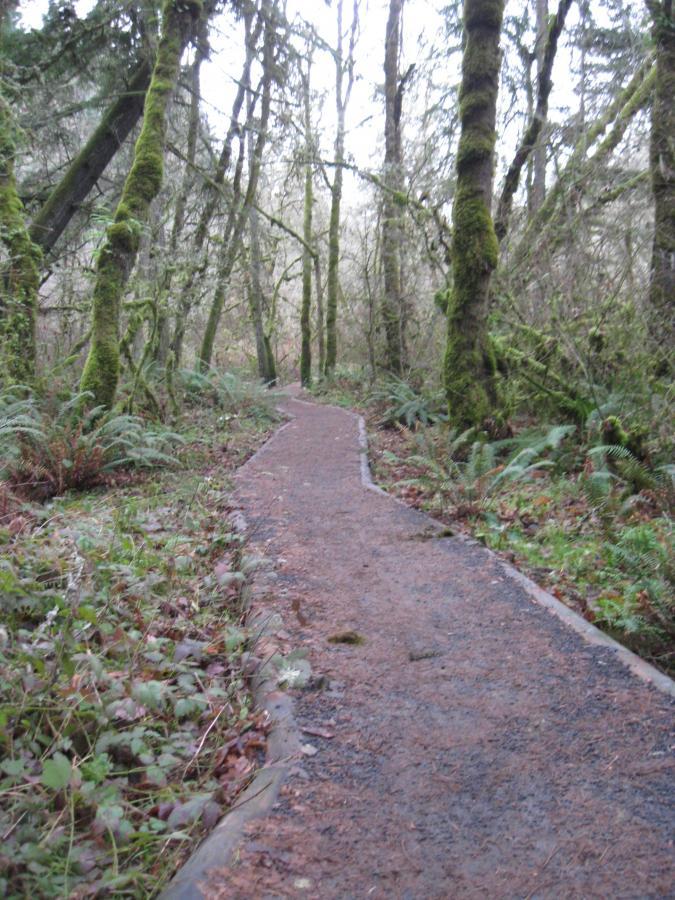 A winding pathway through a lush, green forest, flanked by tall trees covered in moss. The scene is filled with ferns and underbrush, creating a serene and natural setting, partially obscured by a soft mist. Ridgeline Trail mountain bike trail.