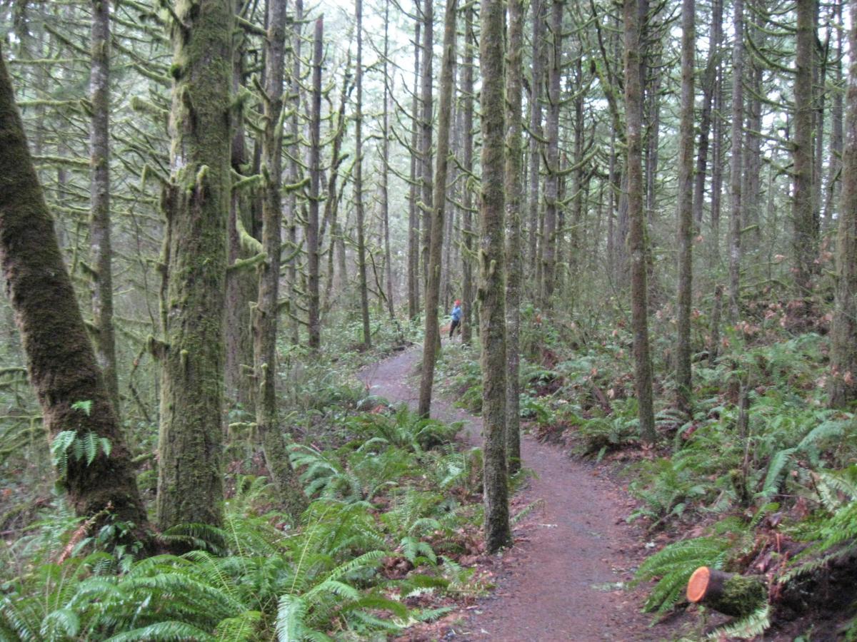 A winding dirt path through a dense forest, lined with tall, moss-covered trees and lush green ferns. A person can be seen in the distance along the trail, surrounded by a misty atmosphere. Ridgeline Trail mountain bike trail.