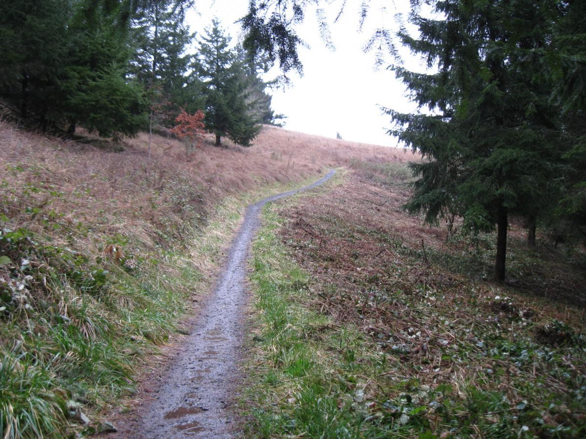 A winding dirt path through a natural landscape, bordered by grass and scattered shrubs, leading into a forested area with evergreen trees. The surroundings appear damp, indicating recent rain, with a mix of brown, dry vegetation on the hillside in the distance. Ridgeline Trail mountain bike trail.