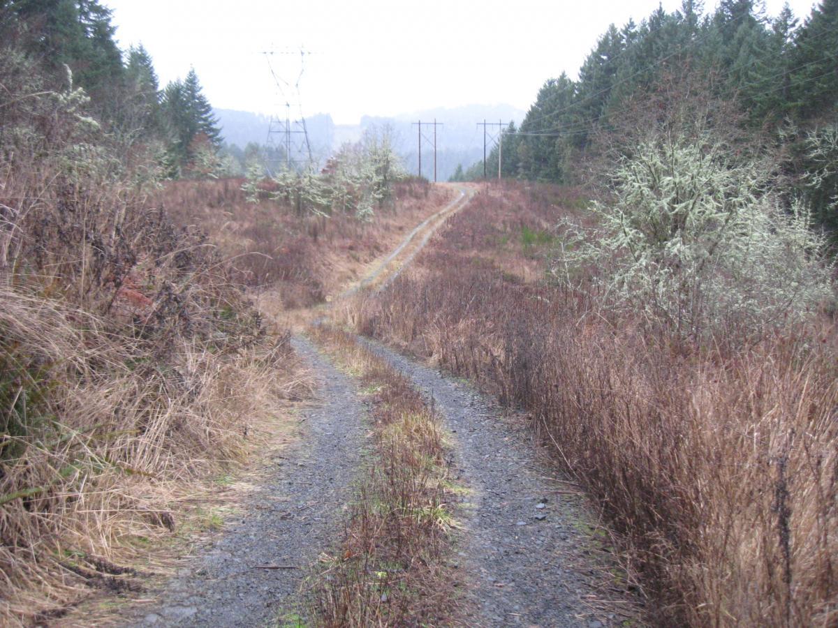 A narrow dirt path winding through a sparse, overgrown landscape, flanked by tall trees and brush. Power lines stretch across the background against a cloudy sky, suggesting a remote, natural setting. Ridgeline Trail mountain bike trail.