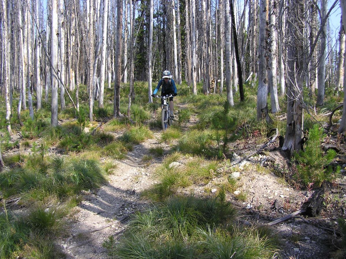 A mountain biker navigates a dirt trail surrounded by tall, slender trees in a forest. The ground is covered with patches of grass and small rocks, and the sunlight filters through the tree canopy, creating a peaceful outdoor scene. Lost Trail-twin Creeks Ridge mountain bike trail.