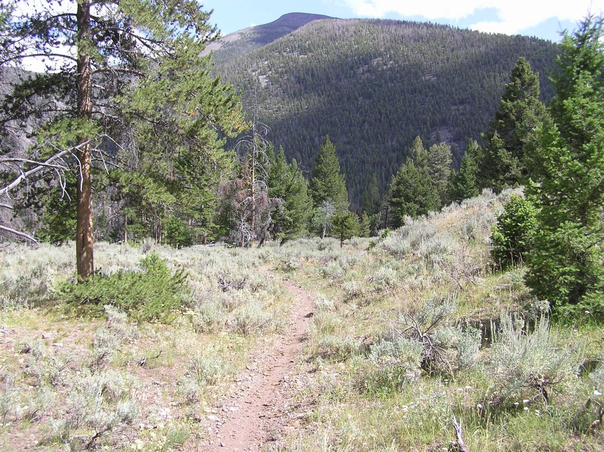 A winding dirt path through a lush forest, surrounded by tall conifer trees and low shrubs, leading towards a mountainous backdrop under a clear blue sky. Rocky Creek Loop mountain bike trail.