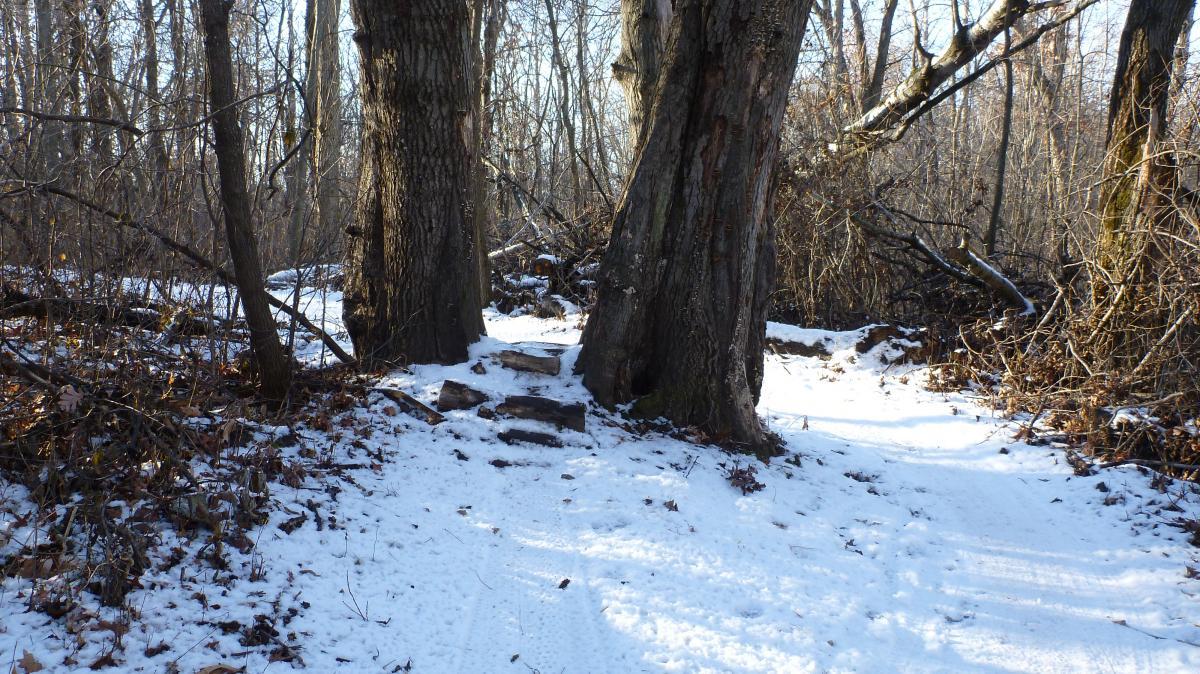 A snow-covered woodland path with two large trees on either side, scattered fallen branches, and a mix of bare ground and snow along the trail. The scene is set in a quiet, wintry environment with leafless trees in the background. Hillside Park mountain bike trail.