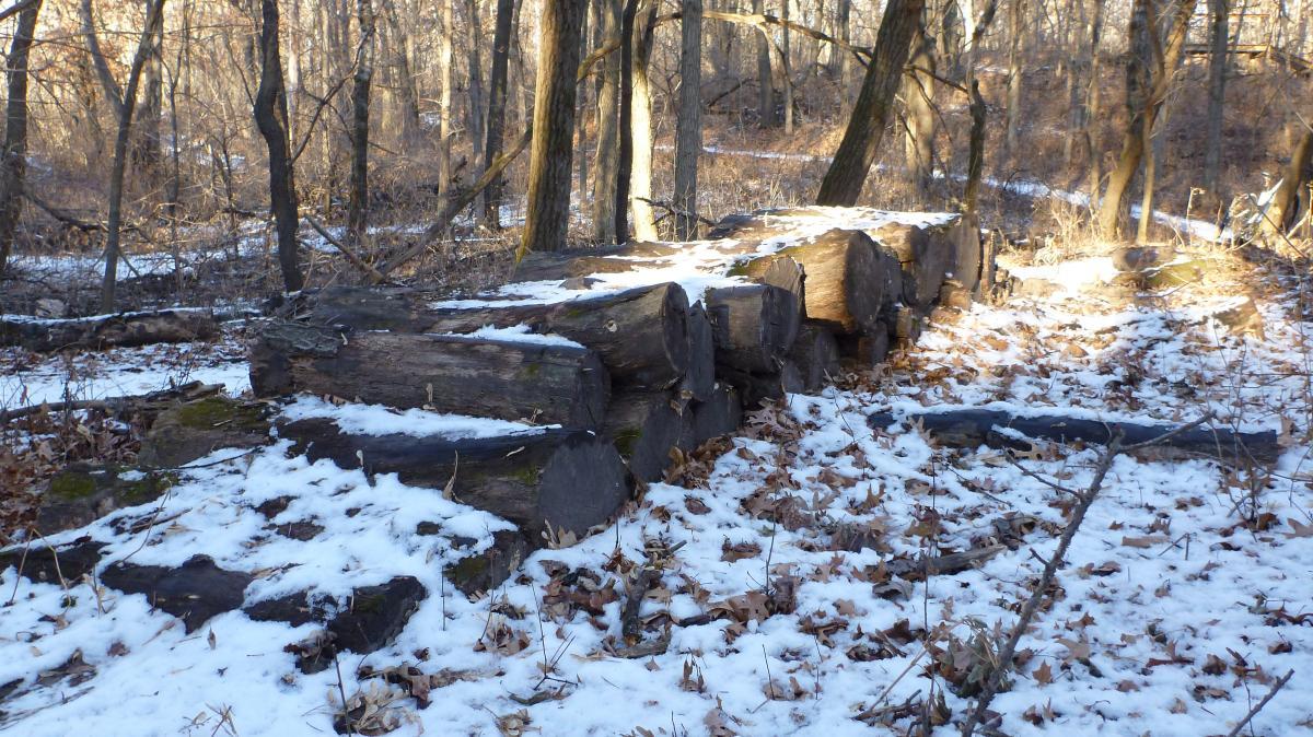 A pile of logs partially covered in snow, situated in a forest with bare trees and fallen leaves scattered on the ground. The soft sunlight highlights the textures of the logs and the surrounding woodland environment. Hillside Park mountain bike trail.