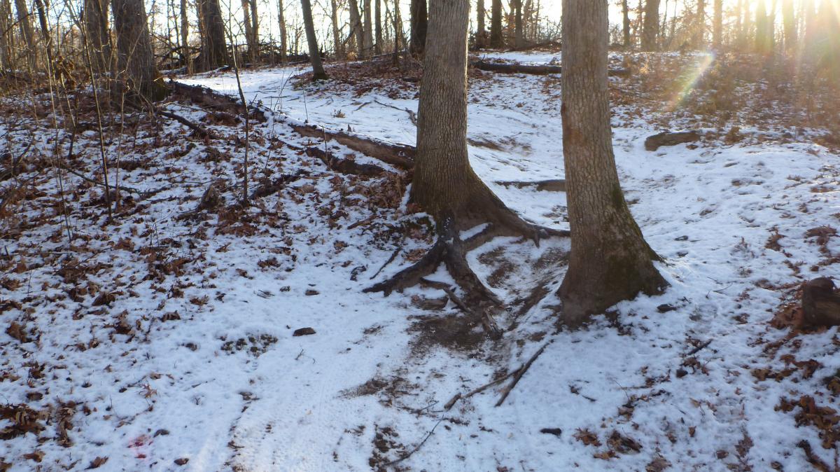 A snow-covered forest path with two trees in the foreground. The ground is covered in a mix of snow and fallen leaves, and the sunlight filters through the trees, creating a serene and tranquil atmosphere. Hillside Park mountain bike trail.