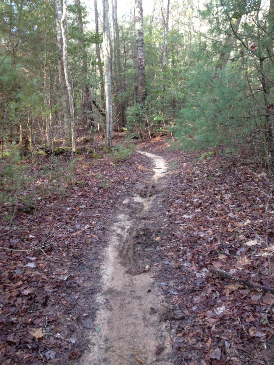 A winding dirt path through a wooded area, surrounded by green shrubs and trees. The ground is covered with fallen leaves, and the trail appears muddy in some spots, indicating recent rainfall. Sunlight filters through the trees, creating a serene, natural atmosphere. Jake Mountain Trails mountain bike trail.
