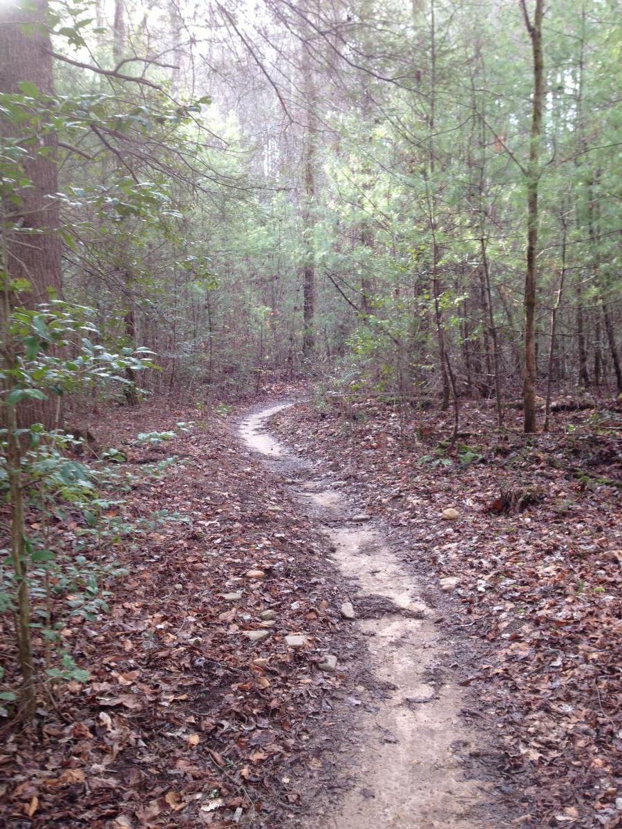 A winding dirt path through a wooded area, surrounded by trees and scattered leaves on the ground. The scene is peaceful and natural, with soft light filtering through the foliage. Jake Mountain Trails mountain bike trail.