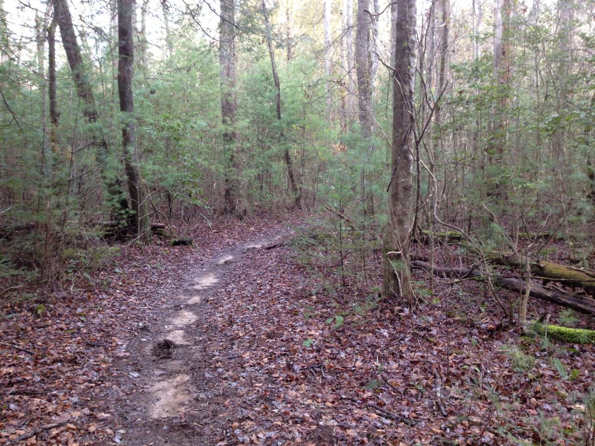 A narrow dirt trail winding through a forest with trees on either side, covered in a mix of fallen leaves and patches of mud. Sunlight filters through the canopy, illuminating the greenery. Jake Mountain Trails mountain bike trail.