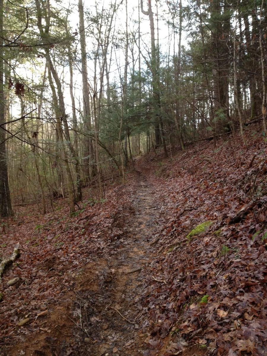 A winding dirt trail surrounded by trees in a forest, with fallen leaves covering the ground. The path appears narrow and slightly muddy, leading through a serene, natural setting. Soft light filters through the tree canopy, indicating it's either early morning or late afternoon. Jake Mountain Trails mountain bike trail.