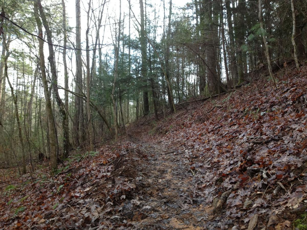 A winding dirt path surrounded by trees in a forest, covered with fallen leaves. The trail appears slightly muddy and leads upward through a natural setting with a mix of bare branches and evergreens in the background. Overcast sky in the distance. Jake Mountain Trails mountain bike trail.