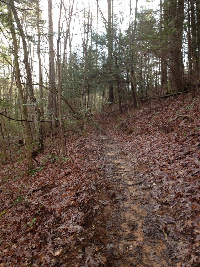A narrow dirt trail winding through a forest, surrounded by tall trees and scattered fallen leaves on the ground, indicating a recent rainfall. The trail is slightly muddy, with tree branches and greenery lining the path, creating a serene, natural atmosphere. Jake Mountain Trails mountain bike trail.