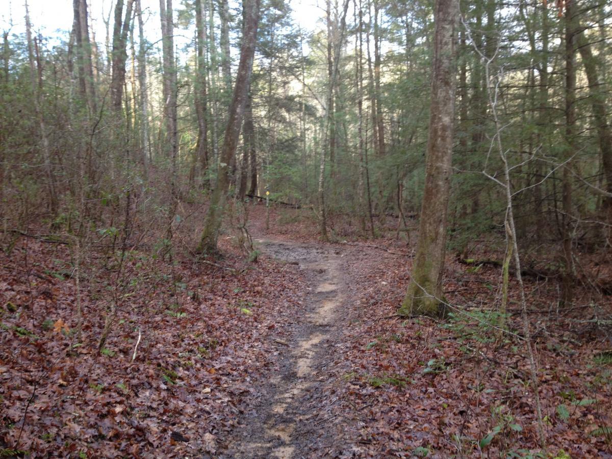 A narrow dirt trail winding through a wooded area, lined with fallen leaves and surrounded by tall trees. Soft sunlight filters through the canopy, illuminating parts of the path. The scene conveys a serene and natural atmosphere, ideal for hiking or exploring nature. Jake Mountain Trails mountain bike trail.