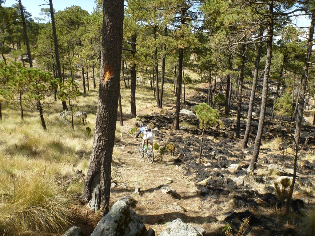 A cyclist riding a mountain bike on a trail through a forested area, surrounded by tall pine trees and patches of charred ground from a recent fire. The scene captures both the natural beauty of the landscape and the impact of fire on the environment. Desierto De Los Leones mountain bike trail.