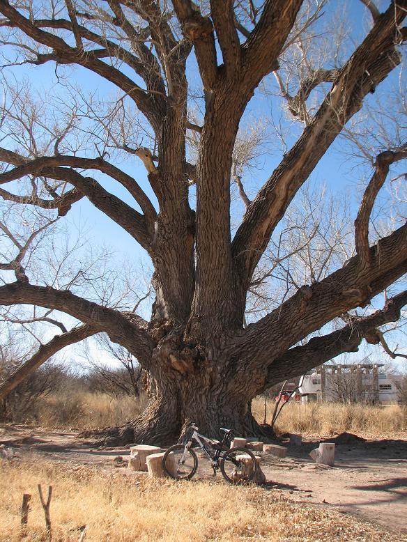 A large, leafless tree with a thick trunk and sprawling branches stands in a dry area surrounded by golden grass. A bicycle is positioned leaning against the tree trunk, and several wooden stumps are arranged in the foreground. In the background, a building can be seen in the distance against a clear blue sky. San Pedro Riparian National Conservation Area mountain bike trail.