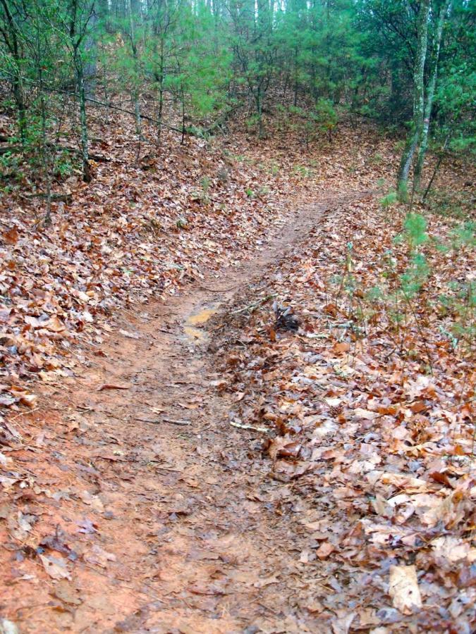 A narrow dirt path winding through a forest, covered with fallen leaves and surrounded by small trees and undergrowth. The ground appears damp, indicating recent rain. Jake to Bull Mountain Connecter mountain bike trail.