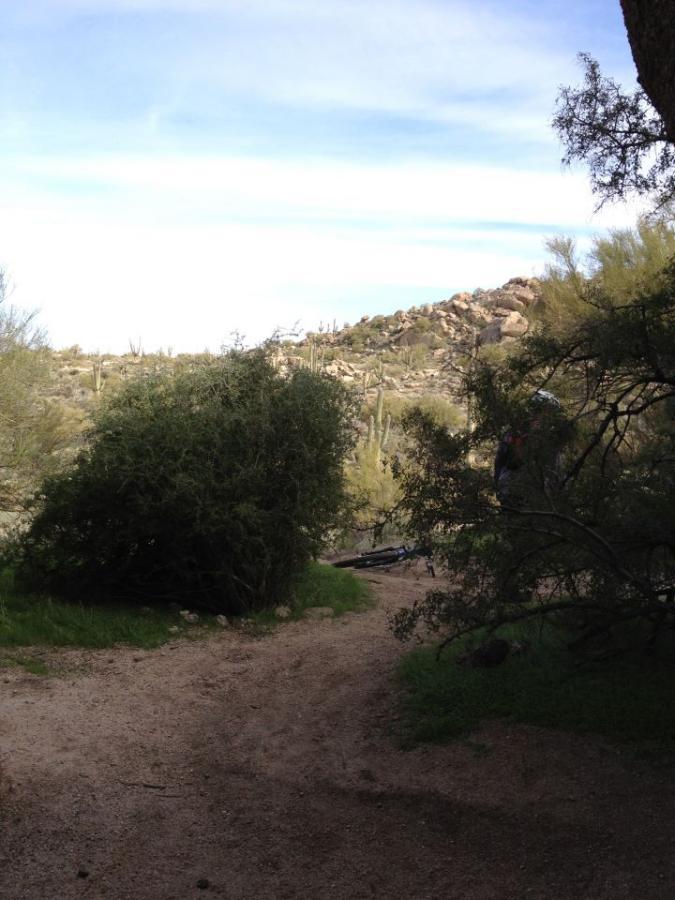 A scenic view of a desert landscape featuring a sandy path leading towards rocky hills in the distance, surrounded by various desert flora, including cacti and shrubs under a partly cloudy sky. Pima Road and Dynamite Blvd mountain bike trail.