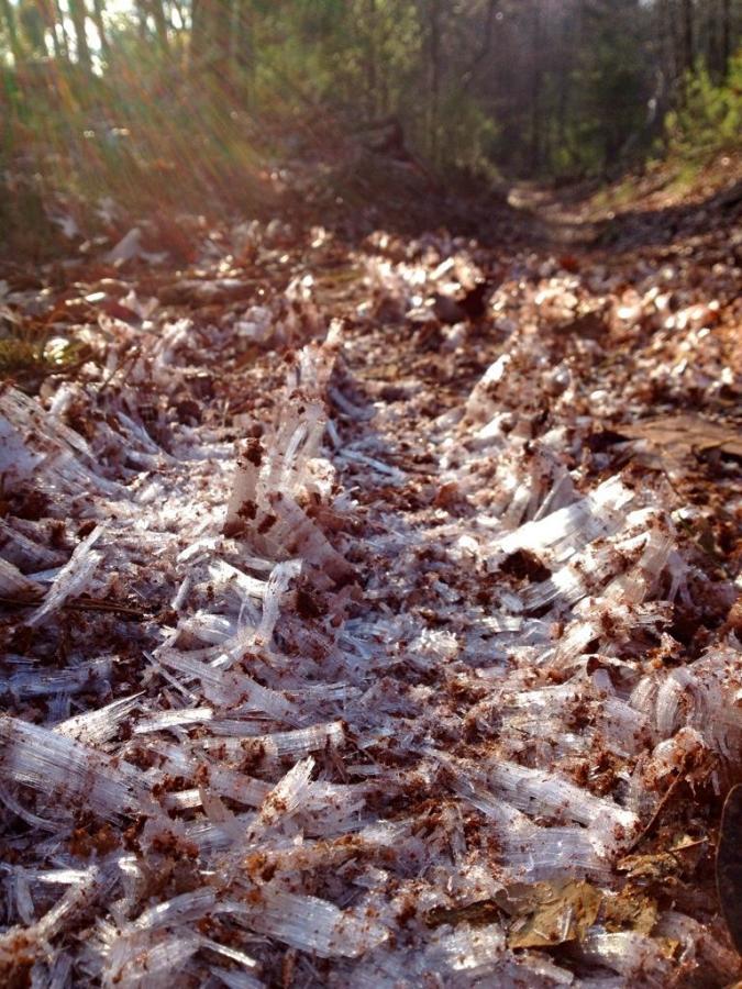 Frosty, crystalline formations covering a dirt trail, surrounded by fallen leaves and trees in a forest setting. Sunlight is gently illuminating the scene, creating a warm glow. Bull Mountain / 223 mountain bike trail.