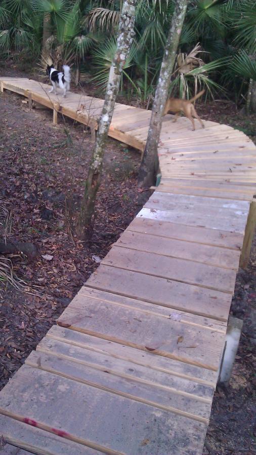 A wooden pathway meanders through a forested area, flanked by palm trees and fallen leaves. Two dogs are walking along the path, one black and white, and the other brown. The scene captures a tranquil and natural setting. Soldier Creek Park mountain bike trail.