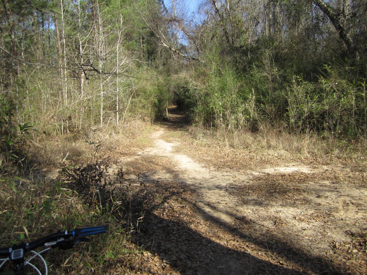 A dirt path winding through a forested area, surrounded by tall trees and underbrush, with some fallen leaves scattered on the ground. A portion of a bicycle is visible on the left side of the image. Children's Home / Pig Trail mountain bike trail.