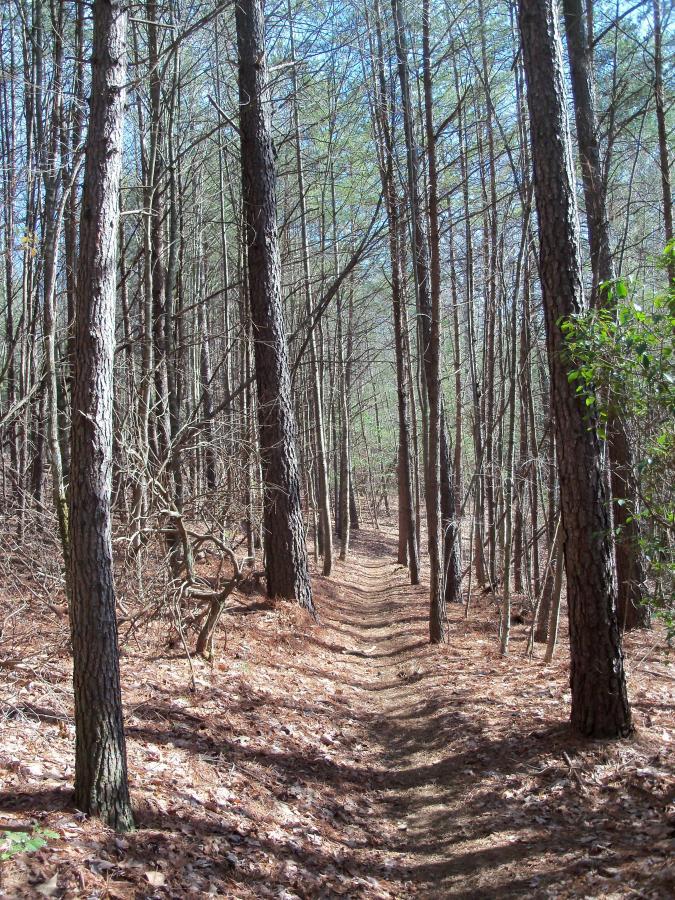 A narrow dirt path winding through a dense forest, flanked by tall pine trees. The ground is covered with fallen leaves, and sunlight filters through the tree branches, creating a serene and inviting atmosphere. Jake to Bull Mountain Connecter mountain bike trail.