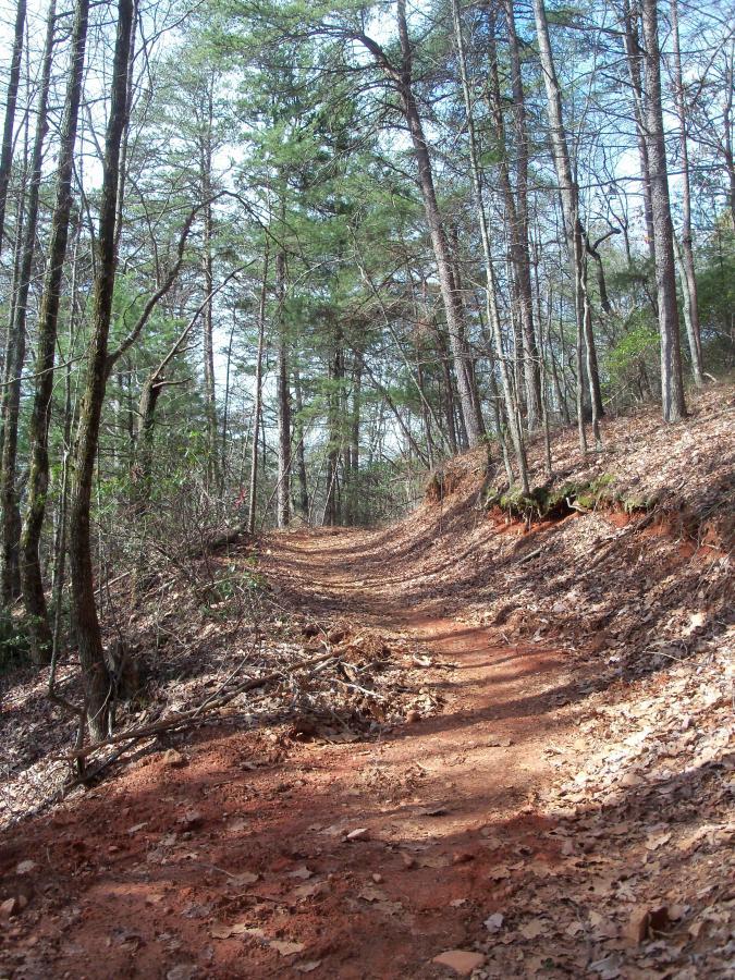 A dirt trail winding through a wooded area, surrounded by tall trees and scattered leaves on the ground. Sunlight filters through the branches, creating a serene and peaceful atmosphere. Bull / Jake Mountain mountain bike trail.