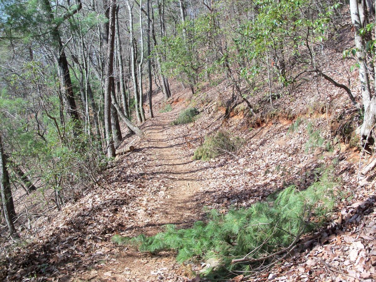 A meandering dirt trail through a wooded area, surrounded by tall trees and scattered leaves on the ground. Sunlight filters through the branches, creating a serene atmosphere in this natural setting. Bull / Jake Mountain mountain bike trail.