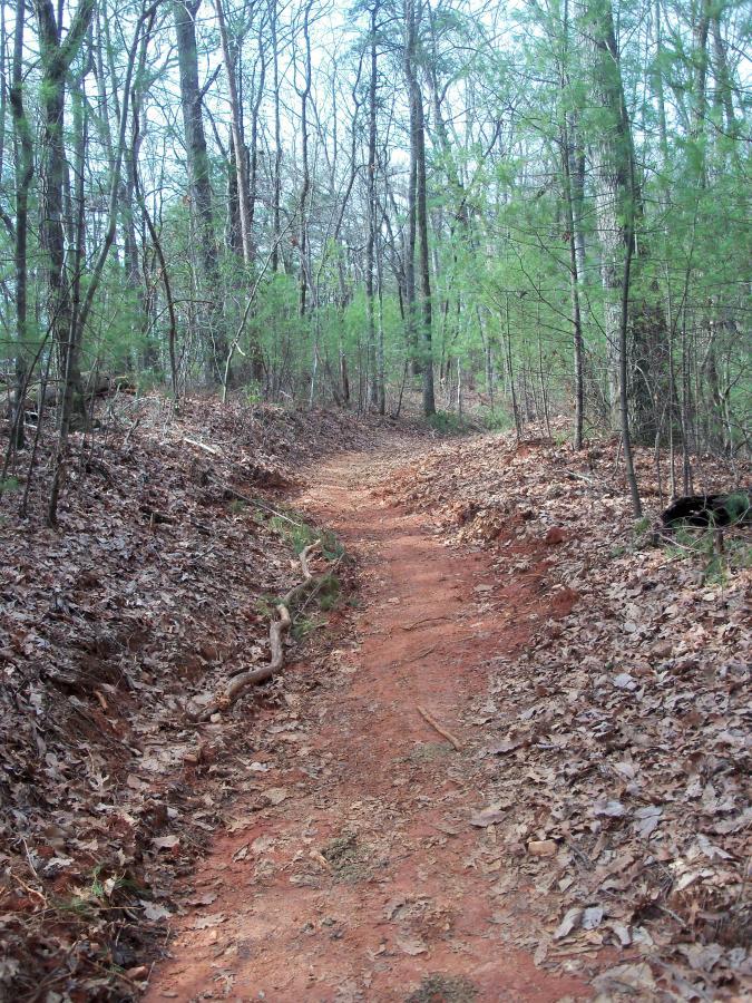 "Path through a wooded area with bare trees and small green pine saplings, surrounded by leaf-covered ground and a red dirt trail." Bull / Jake Mountain mountain bike trail.