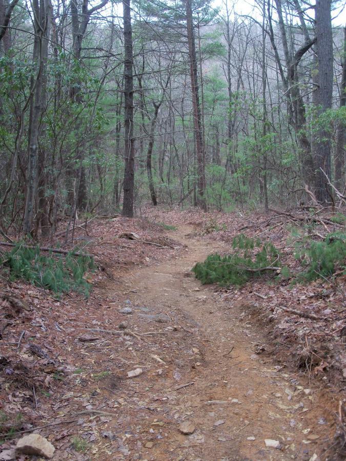 A narrow dirt trail winding through a wooded area with bare trees and scattered patches of greenery. The path is lined with fallen leaves and small rocks, surrounded by a dense forest. Misty mountains can be seen in the background, suggesting a tranquil and natural setting. Bull / Jake Mountain mountain bike trail.
