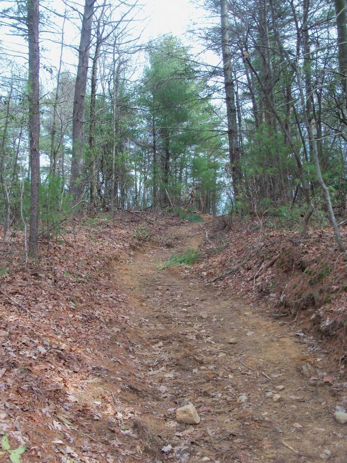 Unpaved forest trail winding through trees, with patches of dirt and fallen leaves covering the ground. The path is flanked by greenery, leading deeper into the woods. Bull / Jake Mountain mountain bike trail.