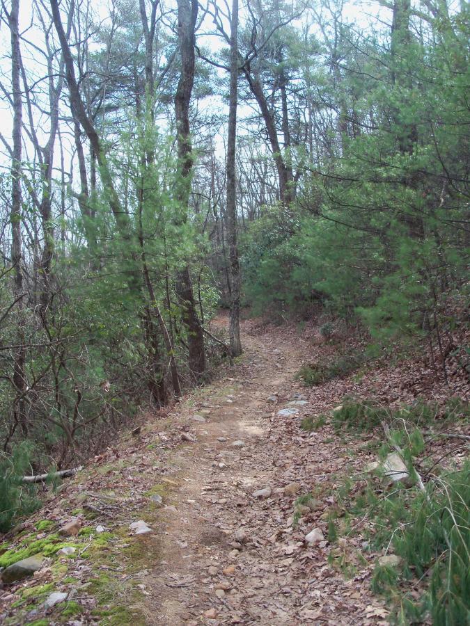 A narrow dirt trail winding through a wooded area with bare trees and evergreen shrubs, covered with scattered leaves and small rocks. The path is flanked by greenery, suggesting a quiet and serene natural setting. The scene conveys a sense of tranquility and adventure in the outdoors. Bull / Jake Mountain mountain bike trail.