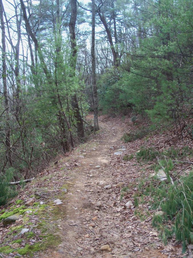 A winding dirt trail surrounded by trees and greenery, with patches of leaves and rocks along the path. The scene conveys a peaceful and natural environment, ideal for hiking or exploring nature. Bull / Jake Mountain mountain bike trail.