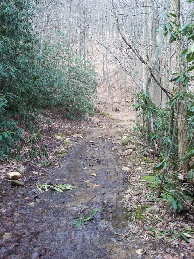 Alt text: A muddy trail winding through a forest with bare trees and greenery on either side. The path is lined with rocks and scattered leaves, indicating a natural, rustic setting. Bull / Jake Mountain mountain bike trail.