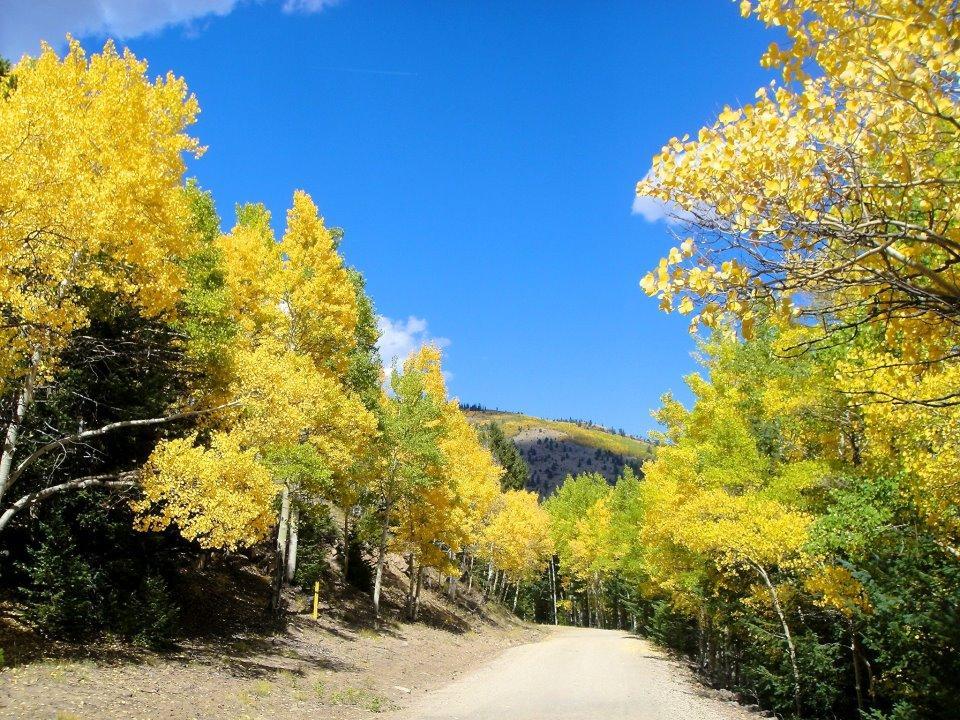A scenic dirt road winding through a vibrant landscape of bright yellow autumn trees under a clear blue sky, with gentle hills in the background. Monarch Crest Trail mountain bike trail.