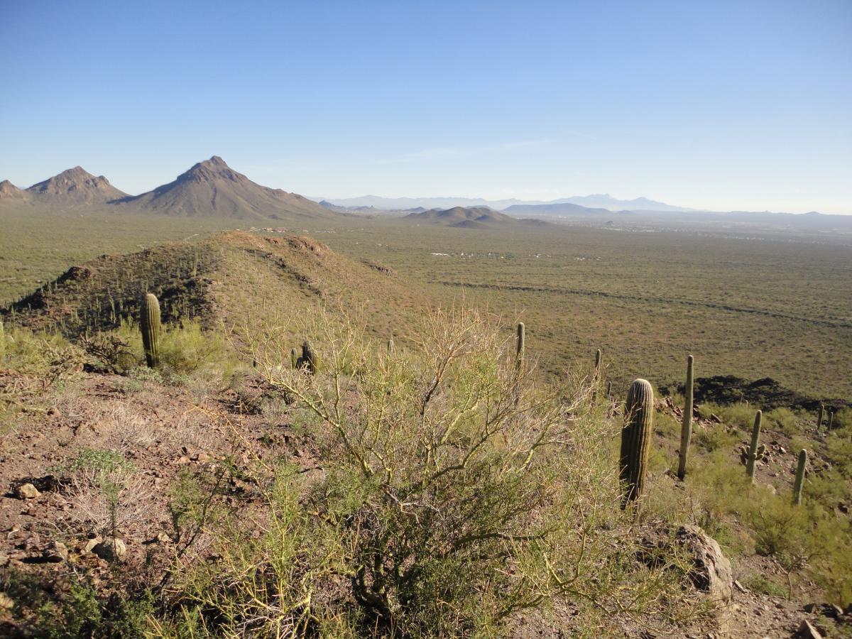 A panoramic view of a desert landscape featuring rolling hills, scattered cacti, and distant mountains under a clear blue sky. The foreground shows rocky terrain with desert vegetation, while the background displays a vast expanse of greenery extending towards the horizon. Tucson Mountain Park mountain bike trail.