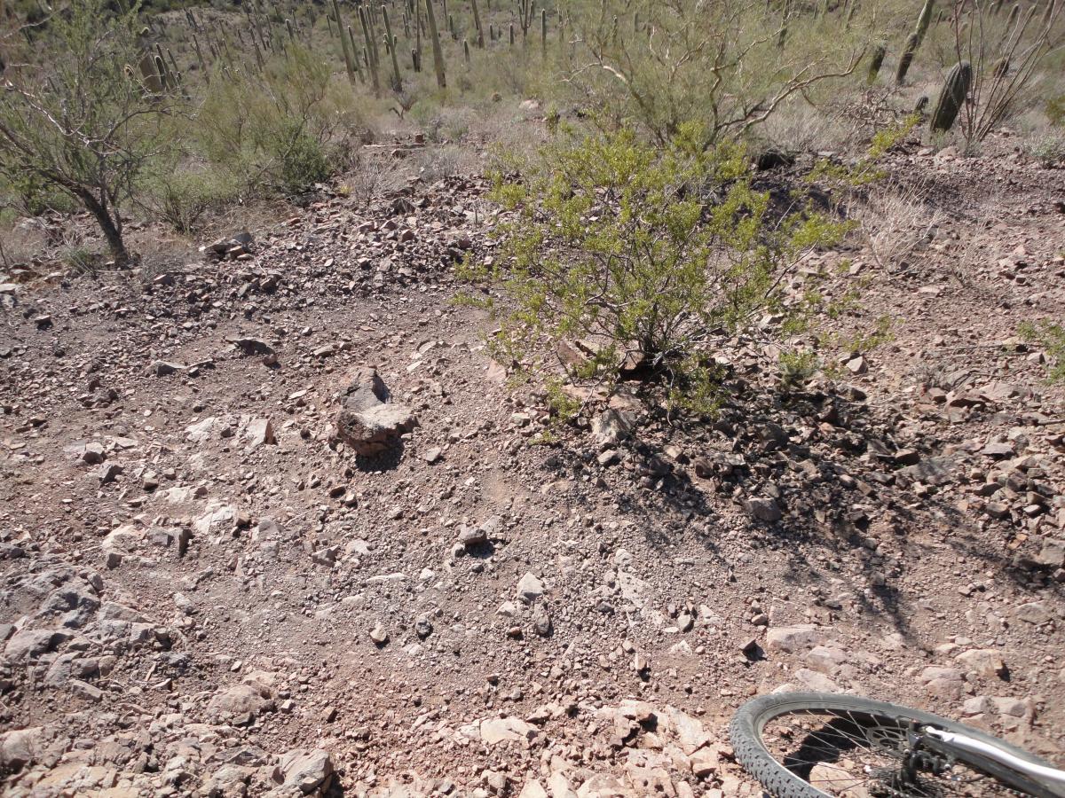 A rocky terrain in a desert landscape, featuring scattered stones and a small green shrub. Background shows tall cacti and sparse vegetation typical of a dry, arid climate. The corner of a bicycle wheel is visible in the foreground, suggesting an outdoor biking activity. Tucson Mountain Park mountain bike trail.