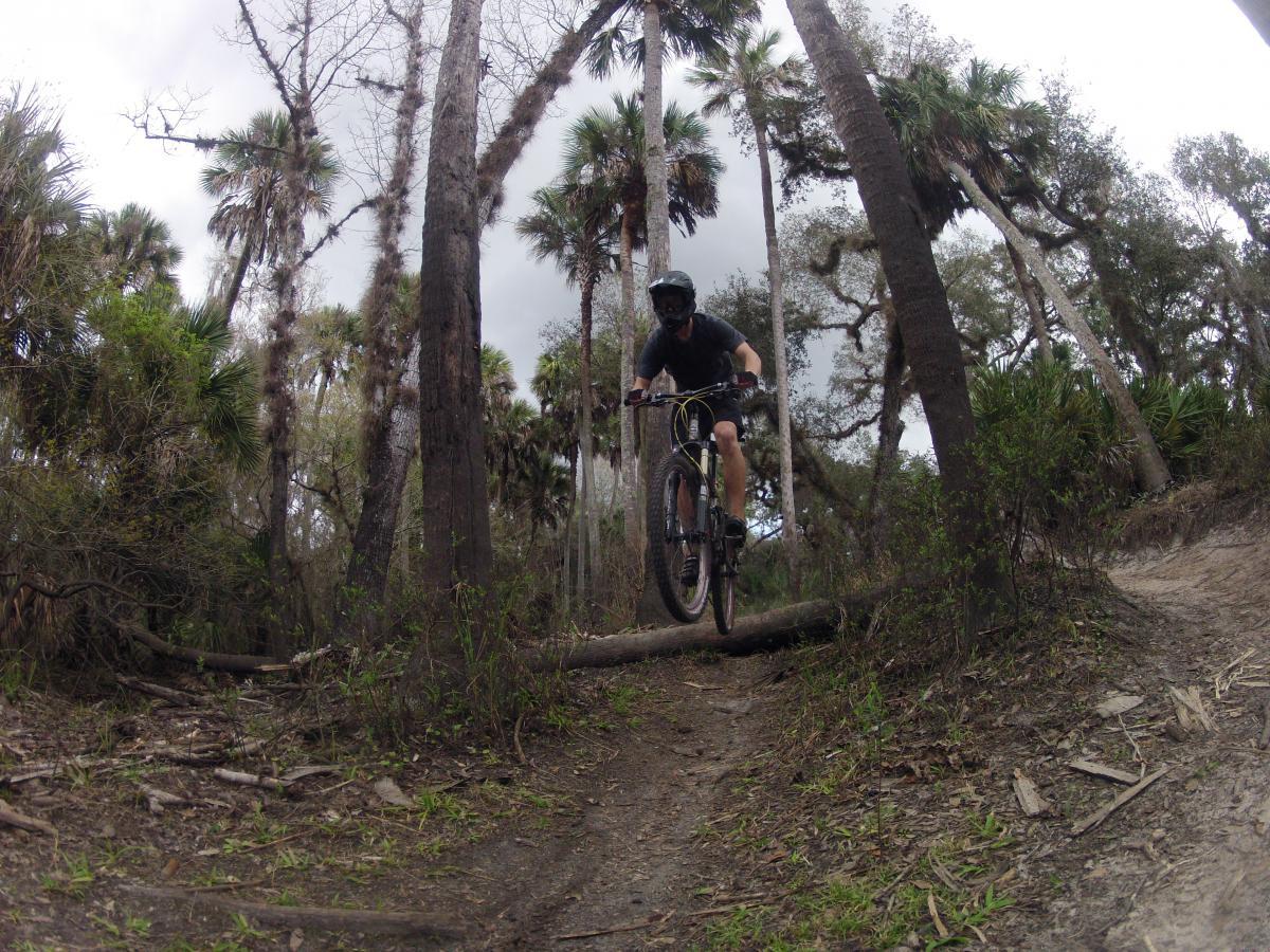 A mountain biker in a helmet jumps over a fallen log on a dirt trail surrounded by tall trees and palm foliage in a forested area. Little Big Econ State Forest mountain bike trail.