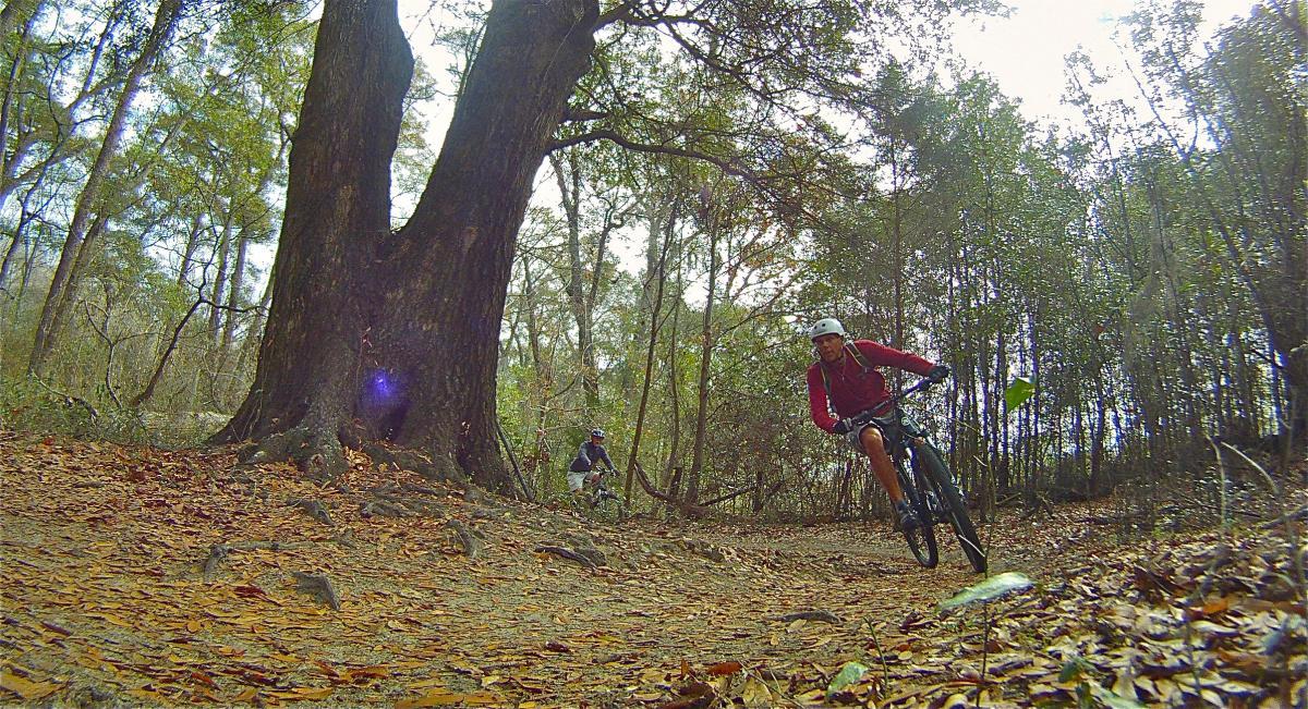 A person riding a mountain bike along a forest trail, with a large tree on the left and another cyclist in the background. The ground is covered with fallen leaves and the scene is illuminated by soft daylight filtering through the trees. San Felasco Hammock Preserve mountain bike trail.