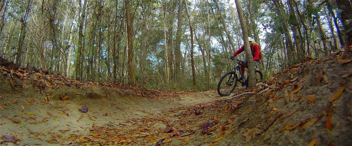 A mountain biker pauses on a sandy forest trail surrounded by trees, with autumn leaves scattered on the ground. The cyclist is wearing a red jacket and a helmet, examining the path ahead in a peaceful natural setting. San Felasco Hammock Preserve mountain bike trail.