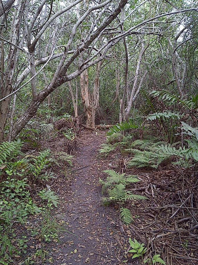 A narrow dirt path winding through a lush forest, surrounded by dense greenery, ferns, and bare trees. The scene captures the tranquility and natural beauty of a woodland area, inviting exploration. West Delray Regional Park mountain bike trail.
