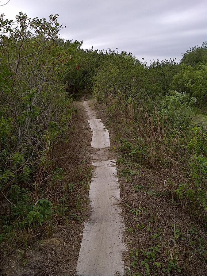A narrow, unpaved pathway surrounded by dense green vegetation, leading through a natural area under a cloudy sky. The path appears slightly worn and less defined, with patches of grass and weeds growing on either side. West Delray Regional Park mountain bike trail.